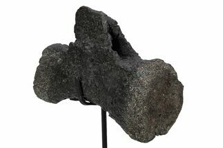 Sauropod Distal Caudal Vertebra w/ Stand - Bone Cabin Quarry #356932