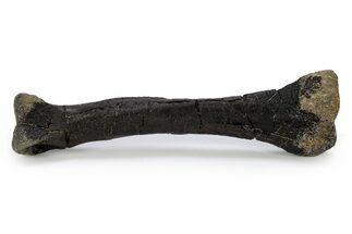 Theropod Dinosaur (Allosaurus) Metatarsal - Bone Cabin Quarry #356934