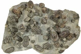 Trilobite Fossils For Sale
