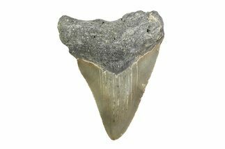 Serrated, Juvenile Megalodon Tooth - North Carolina #355748