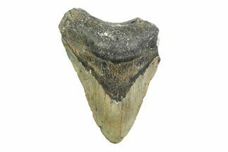 Bargain, Fossil Megalodon Tooth - North Carolina #356703