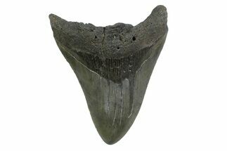 Bargain, Fossil Megalodon Tooth - South Carolina #356830