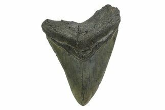 Serrated, Fossil Megalodon Tooth - South Carolina #356836