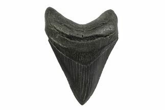 Serrated, Fossil Megalodon Tooth - South Carolina #356846