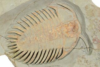 New, Undescribed Cheirurid Trilobite - Fezouata Formation #356943