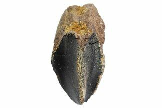 Unworn Triceratops Tooth with Partial Root - Wyoming #356952