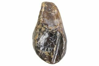 Triceratops Tooth - Wyoming #356959