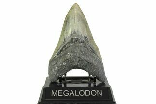 Serrated, Fossil Megalodon Tooth - North Carolina #356702