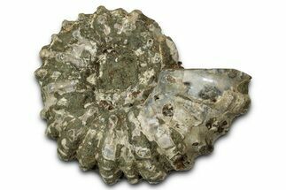 Bumpy Ammonite (Douvilleiceras) Fossil - Madagascar #343853