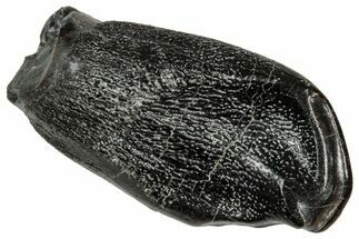 Juvenile Fossil Sauropod (Camarasaurus) Tooth - Utah #356961
