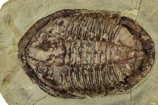 Colorful Asaphid Trilobite With Antennae - Fezouata Formation #356963