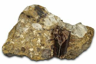 Fossil Dinosaur (Tyrannosaurus rex) Partial Tooth in Situ - Wyoming #356971