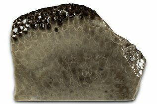 Petoskey Stones For Sale