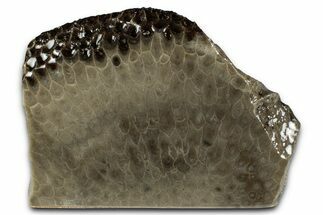 Free-Standing, Petoskey Stone (Fossil Coral) Section - Michigan #356981