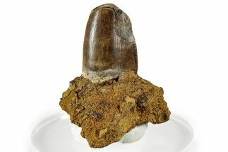 Serrated Tyrannosaurus rex Partial Tooth in Sandstone - Wyoming #356984