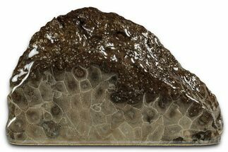 Free-Standing, Petoskey Stone (Fossil Coral) Section - Michigan #357002
