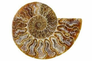 Cut & Polished Ammonite Fossil (Half) - Madagascar #354182