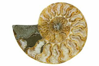Cut & Polished Ammonite Fossil (Half) - Madagascar #354186