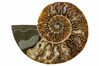 Cut & Polished Ammonite Fossil (Half) - Madagascar #354189