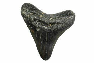 Juvenile Megalodon Tooth - North Carolina #354535