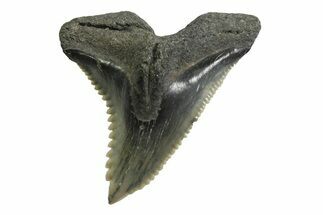 Large, Snaggletooth Shark (Hemipristis) Tooth - South Carolina #354539