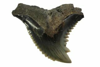 Snaggletooth Shark (Hemipristis) Tooth - South Carolina #354543