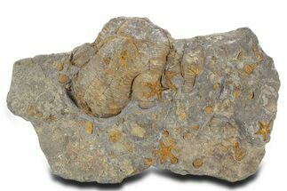 , Plate Of Starfish, Edrioasterois & Trilbites - Morocco #356917