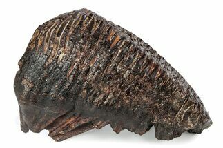 Fossil Woolly Mammoth Upper M Molar - Poland #357015