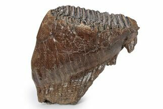 Fossil Woolly Mammoth Upper M Molar - Poland #357017