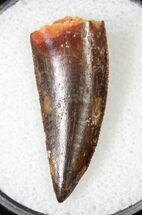 Giant Raptor Tooth From Morocco - #19077