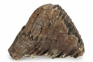 Mammals For Sale