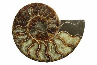 Cut & Polished Ammonite Fossil (Half) - Madagascar #354134