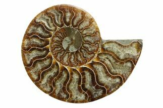Cut & Polished Ammonite Fossil (Half) - Madagascar #354137
