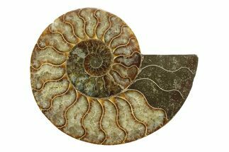 Cut & Polished Ammonite Fossil (Half) - Madagascar #354138