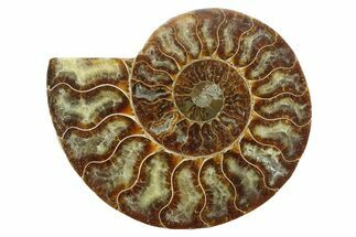 Cut & Polished Ammonite Fossil (Half) - Madagascar #354144