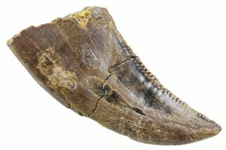Serrated, Dromaeosaurid Theropod (Acheroraptor) Tooth - Montana #357008
