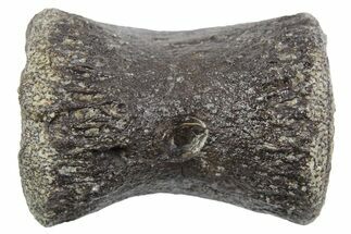 Fossil Dinosaur Caudal Vertebra - Bone Cabin Quarry, Wyoming #357032