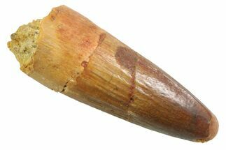 Juvenile Fossil Spinosaurus Tooth - Real Dinosaur Tooth #354823