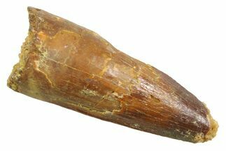 Juvenile Fossil Spinosaurus Tooth - Real Dinosaur Tooth #354826