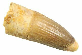 Juvenile Fossil Spinosaurus Tooth - Real Dinosaur Tooth #354830