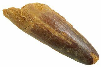 Juvenile Fossil Spinosaurus Tooth - Real Dinosaur Tooth #354835