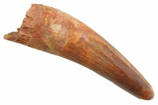 Juvenile Fossil Spinosaurus Tooth - Real Dinosaur Tooth #354844