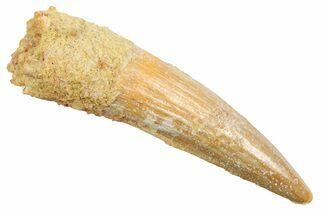 Juvenile Fossil Spinosaurus Tooth - Real Dinosaur Tooth #354847