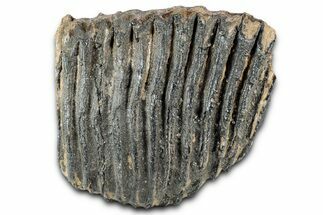 Palaeoloxodon (Mammoth Relative) Molar - Hungary #357030