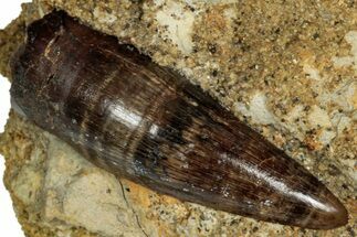Cretaceous Fossil Crocodilian Tooth in Sandstone - Wyoming #357055