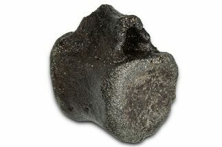 Fossil Dinosaur Caudal Vertebra - Bone Cabin Quarry, Wyoming #357057