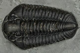 Calymene Niagarensis Trilobite Fossil - New York #357064
