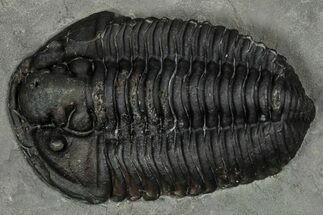 Calymene Niagarensis Trilobite Fossil - New York #357068