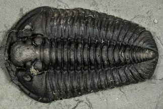 Calymene Niagarensis Trilobite Fossil - New York #357074