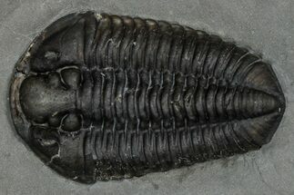 Calymene Niagarensis Trilobite Fossil - New York #357078